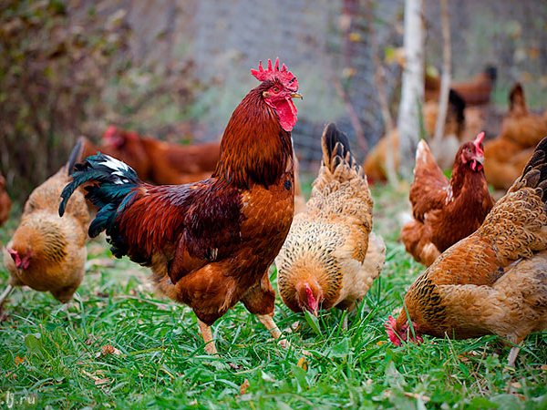 Породы куриц | ЗооТом - продажа, вязка и услуги для животных в Воркуте