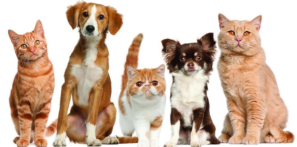 Доска объявлений о животных | ЗооТом - продажа, вязка и услуги для животных в Воркуте