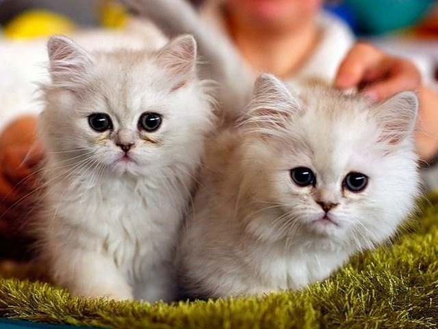 Породы кошек в Воркуте | ЗооТом портал о животных