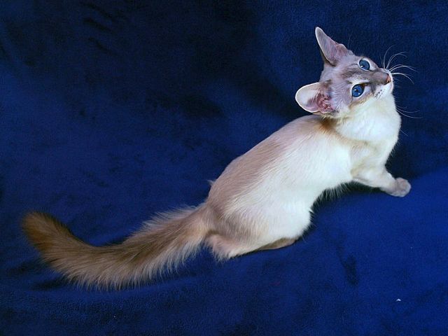 Выведенные породы кошек в Воркуте | ЗооТом портал о животных