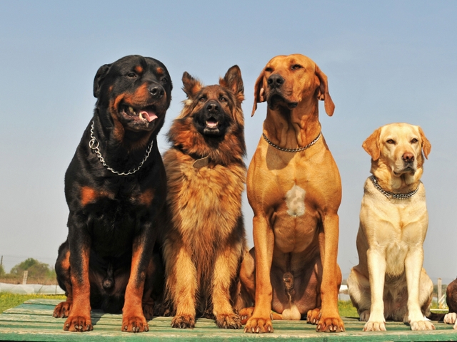 Крупные породы собак в Воркуте | ЗооТом портал о животных
