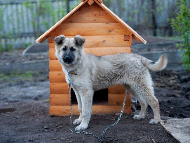 Все о собаках в Воркуте